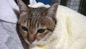 猫は寒さに弱い: 虎猫の気まぐれシネマ日記