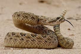 Crotalus Viridis Prairie Rattlesnake Snake Snake Venom Beautiful Snakes