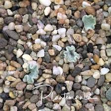 Image result for Eriospermaceae