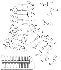 Scientific Method Experiments Color Worksheets Dna Activities Scientific Method Experiments
