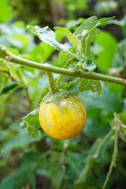 Buah Terong Kuning Di Kebun Alam Foto Stok - Unduh Gambar Sekarang - Alam, Buah, Cabang - Bagian tanaman - iStock