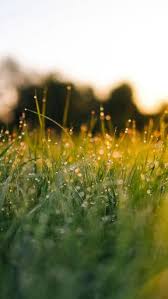 nature aesthetic iphone wallpaper iphone backgrounds nature spring wallpaper green nature nature aesthetic iphone wallpaper