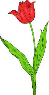Tulip Flower Love Comprehension Nature Sticker By Greengoodnich Flower Clipart Tulip Flower Drawing Tulips Images