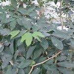 Image result for Dialium guineense