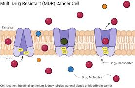 Image result for P-Glycoprotein