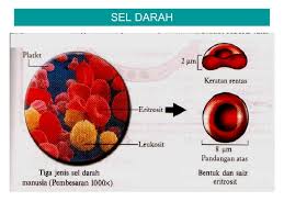 Cikgu, mcm mne keratan rentas monokotiledon? Cdf5 Pengangkutan