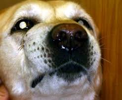 My dog has a red bump between his toes that just appeared. Facial Swelling In Dogs Dog Tooth Infection Veterinary Dentist Dale Kressin Dvm Favd Davdc And Animal Dentistry And Oral Surgery Specialists Llc