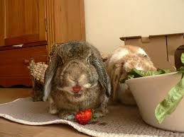 Friandises Pour Lapins La Dure Vie Du Lapin Urbain