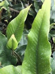 Image result for Pyrrosia