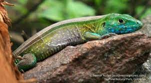 Species in the genus cnemidophorus are commonly referred to as whiptail lizards or racerunners. Cnemidophorus Lemniscatus The Reptile Database