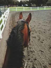 32) Tumblr | Animali, Scuderie, Immagini