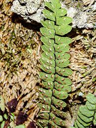 Image result for Asplenium cancellatum