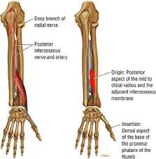 The Wrist And Hand Musculoskeletal Key (anatomical snuff box not labeled, but visible at right.) mappos = mapcaption = precursor = system = artery = radial artery vein = cephalic vein nerve deep to the tendons which form the borders of the anatomical snuff box lies the radial artery, which passes through the anatomical snuffbox on its. the wrist and hand musculoskeletal key