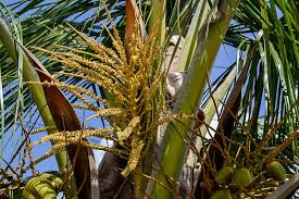 Image result for Cocos nucifera