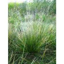 Image result for Deschampsia