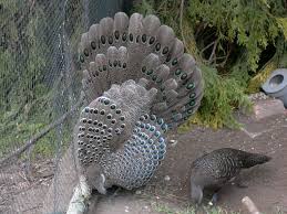 Grey peacock pheasant (polyplectron bicalcaratum) himalayan grey peacock (polyplectron bicalcaratum bakeri) burmese grey peacock (polyplectron bicalcaratum bicalcaratum) ghigi's grey peacock (polyplectron bicalcaratum ghigii) lowe's grey peacock (polyplectron bicalcaratum bailyi) hainan grey peacock (polyplectron bicalcaratum katsumatae. Image Polyplectron Bicalcaratum Bicalcaratum Common Grey Peacock Pheasant Biolib Cz