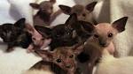 Oriental Shorthair Kittens For Sale | Pets4You