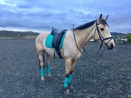 3.8 out of 5 stars 38. Lemieux Turquoise Dressage Matching Set Matchy Horsey Horses Buckskin Horse Dun Horse