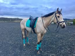 Buckskin is a coat color of a horse that is caused by the presence of one creme gene in a bay horse. Lemieux Turquoise Dressage Matching Set Matchy Horsey Horses Dun Horse Buckskin Horse