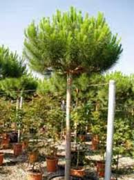 Jetzt Pinus Pinea Italienische Stein Kiefer Mittelmeer Kiefer Schirmkiefer Gunstig Kaufen Bis Zu 20 Prozent Rabatt Top Bau Pflanzen Baume Kaufen Garten