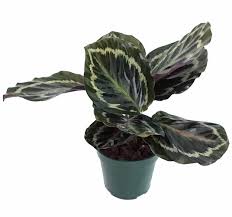 Amazon drive cloud storage from amazon: Hirt S Gardens Garyhcalatheam25 Medallion Prayer Plant Calathea Easy House Plant 2 5 Pot