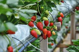 Tambahan pula, terdapat banyak tempat menarik di cameron highlands seperti big red strawberry farm, ladang teh boh sungei palas, pasar malam cameron highlands dan sebagainya. 13 Tempat Wajib Singgah Di Cameron Highland Remaja