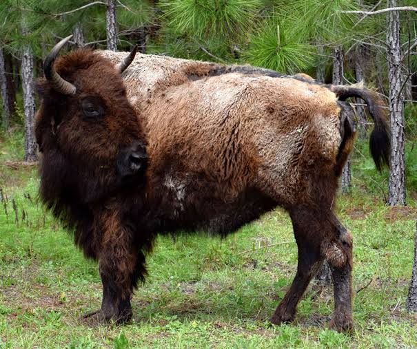 Watch the bison roam in Crystal River | | chronicleonline.com
