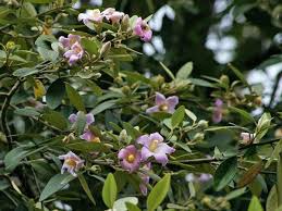 Image result for Lagunaria patersonia