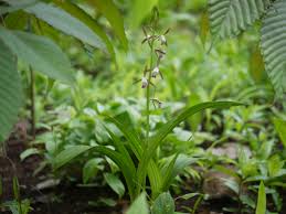 Image result for Eulophia dactylifera