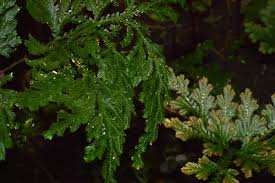 Image result for Selaginella vogelii