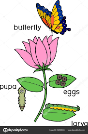 El Ciclo De La Mariposa En Ingles Para Ninos Hay Ninos