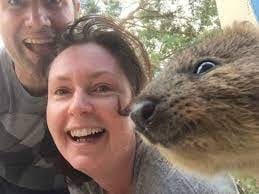 Quokka photo bombs