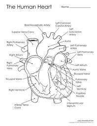Diagram Of The Human Heart Human Heart Diagram Heart Diagram Basic Anatomy And Physiology
