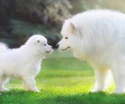 Boo, un petit chien de la race des poméraniens aux allures de peluche vivante, était considéré de son vivant comme le « chien le plus mignon du monde ». Top 10 Des Races De Chiens Les Plus Cheres Au Monde