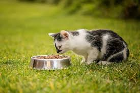 At times, this outrage leads consumers to seek the fish industry uses high levels of eq; Carrageenan In Cat Food Benefits And Risks Pet Keen