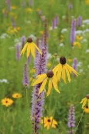 Image result for Pycnostachys kassneri