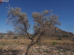 Image result for Dicoma