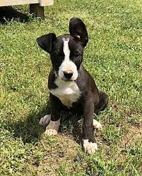 6,332 likes · 406 talking about this. Glastonbury Ct Labrador Retriever Meet Louise A Dog For Adoption Dog Adoption Pet Adoption Pets