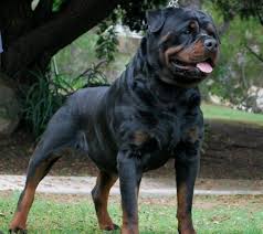 For more information about this friendly gal, call the breeder today! Boerboel Rottweiler Mix What Will A Rottweiler Caucasian Ovcharka Cross Be Like Temperament Wise Quora Jaga Rahasia