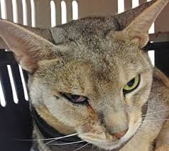 Since lymphoma is a cancer, feline lymphoma is treated much like cancer in humans. Nasal Lymphoma A Summary Vet Times