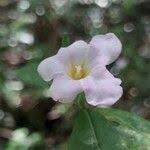 Image result for Mostuea brunonis