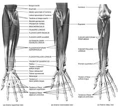 Maybe you would like to learn more about one of these? Wrist And Hand Injuries In Sport Musculoskeletal Key