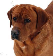Our yellow labradors range in color from a light white to a fox red shade of yellow. Lab Puppies For Sale In Ohio Click To See Our Beautiful Lab Pups Amber Sky Farms