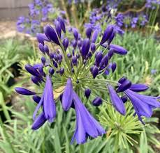 Image result for Agelanthus myrsinifolius