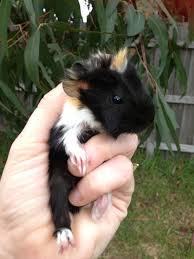 Pin On Love Guinea Pigs