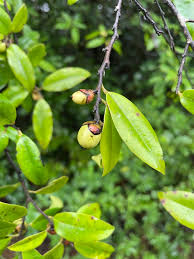 Image result for Diospyros ferrea