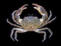 Image result for Hippocratea ritschardii