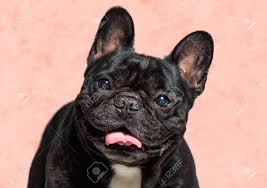 These colored frenchies are the ones you will see most often and were the most common french bulldog colors when the akc approved and created codes for colors. Portrait Of A Cute Black French Bulldog Smiling Purebred Dog Stock Photo Picture And Royalty Free Image Image 134720673