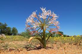 Image result for Brunsvigia radulosa