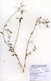 Image result for Oldenlandia affinis